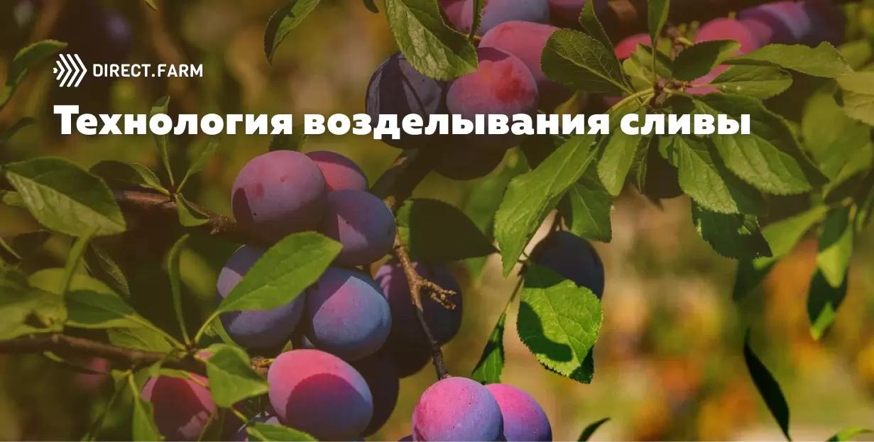 Особенности технологии возделывания сливы