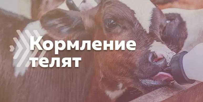 Тема дня: Кормление телят