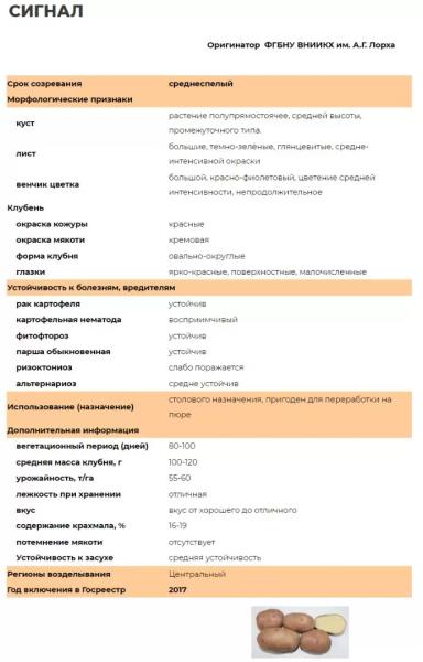 Сиглал сорт картофеля