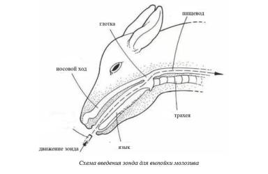 Харвуд – "Ветеринарное руководство по здоровью и благополучию коз". Гл. 8., ч. 1