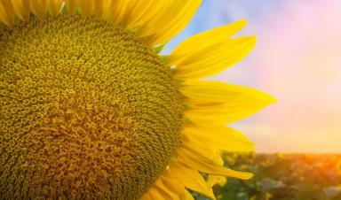 СИ Ласкала - гибрид подсолнечника ( Helianthus annuus L.).