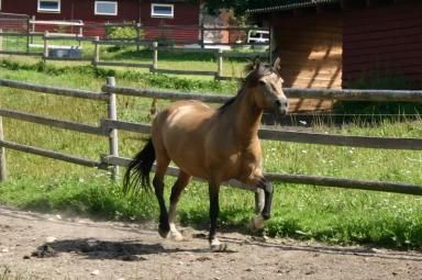 Эстонская порода лошадей (клеппер)