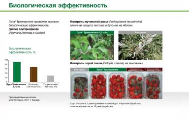 Луна Транквилити – опыт применения фунгицида