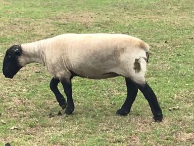 Клостридиоз