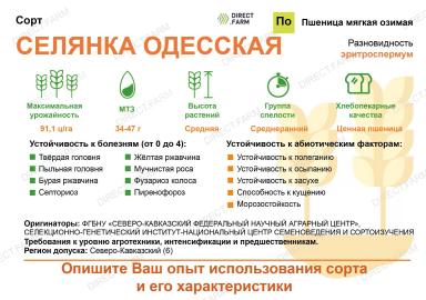 Селянка Одесская сорт мягкой озимой пшеницы