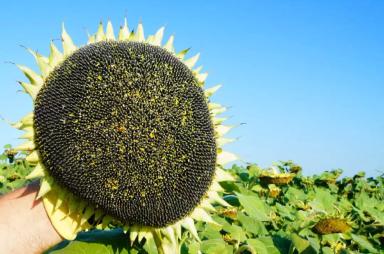 РЖТ Волльф (RGT WOLLF) гибрид подсолнечника