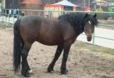 Кузнецкая порода лошадей