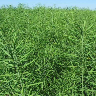 Фунгициды на рапсе