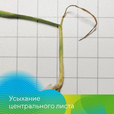 Озимые. Готовимся к весне