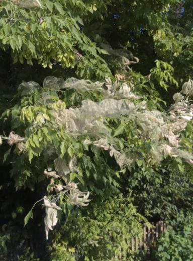 Американская белая бабочка