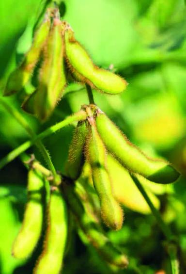 Абака ® - сорт сои (Glycine max (L.) Merr.).