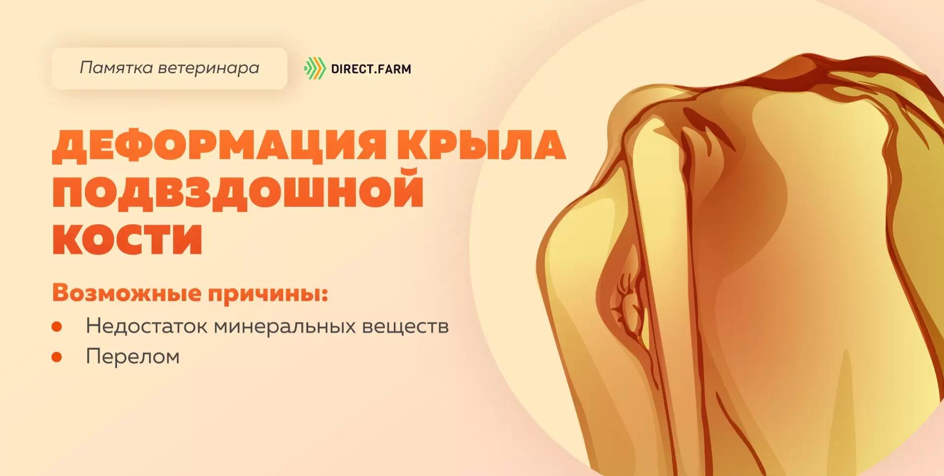 Памятка ветеринара: деформация крыла подвздошной кости коровы