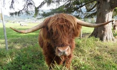 Онлайн выставка. Порода коров Хайленд