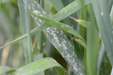 Мучнистая роса