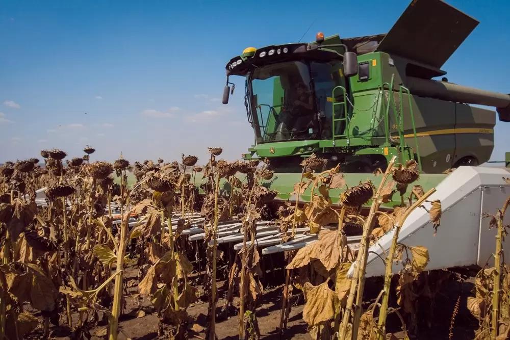 В ноябре рост цен на подсолнечник в РФ составил 14%