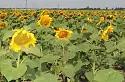 Скормас - сорт подсолнечника ( Helianthus annuus L.). Очень ранний.
