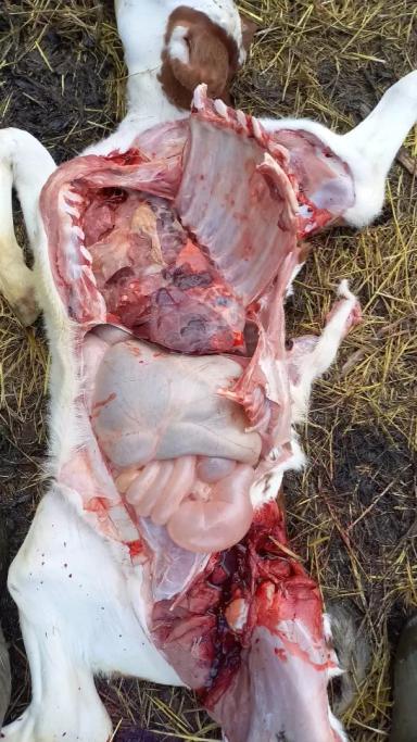 Вопросы из чатов: можно ли установить причину падежа теленка?