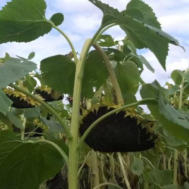 Гнили корзинки подсолнечника