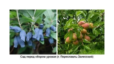 Защита растений от возвратных заморозков, засухи и других стрессов