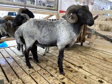 Каракульская порода овец