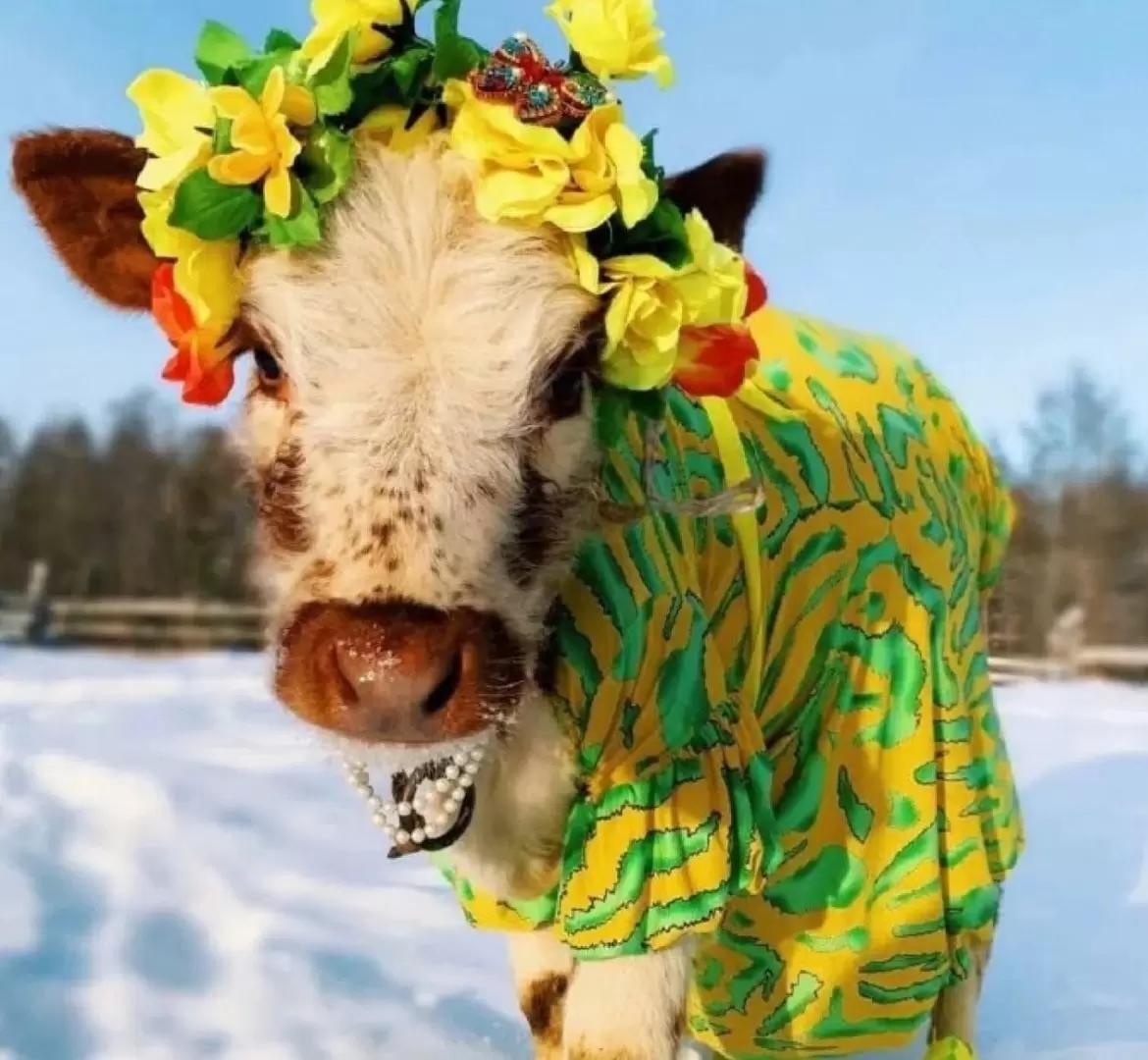 🐮 Самую красивую бурёнку выбрали в Якутии