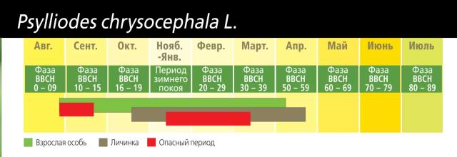 Рапсовая блошка