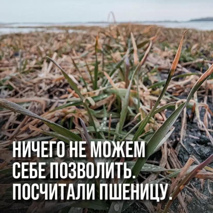 МЫ НИЧЕГО НЕ МОЖЕМ СЕБЕ ПОЗВОЛИТЬ. Я ПОСЧИТАЛ РЕНТАБЕЛЬНОСТЬ ПШЕНИЦЫ.