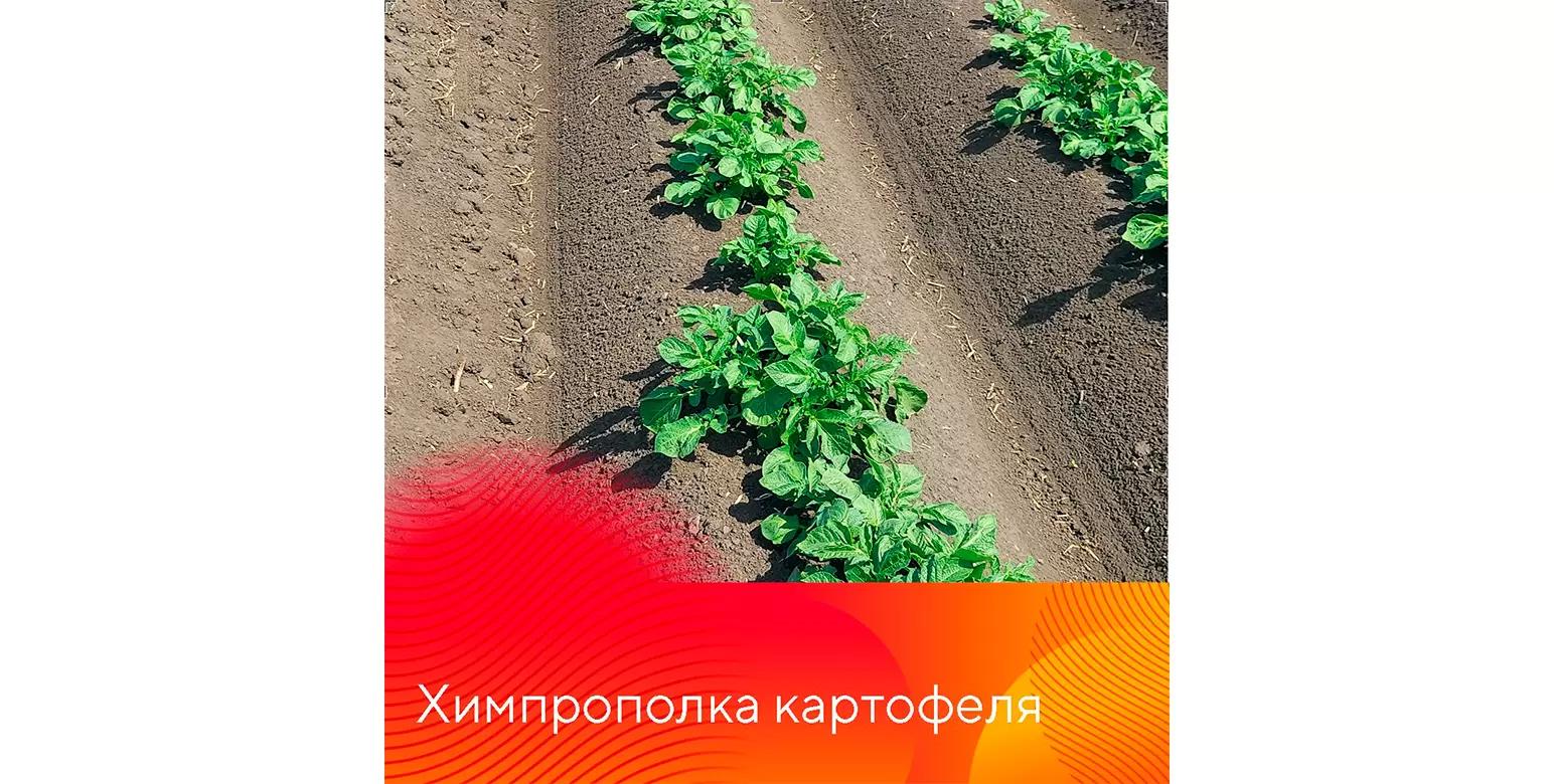 Гербицидные обработки картофеля