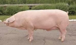 Полтавская мясная порода свиней 