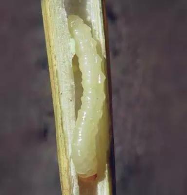 Обыкновенный хлебный пилильщик