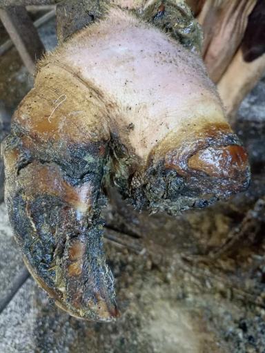 Ампутация пальца у коровы