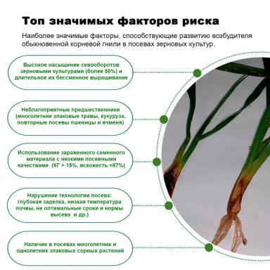 Обыкновенная корневая гниль: роль почвы
