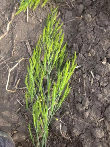 Вопросы из чатов: что за сорняк?