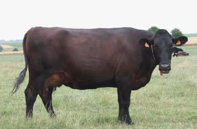 Flamande Originelle