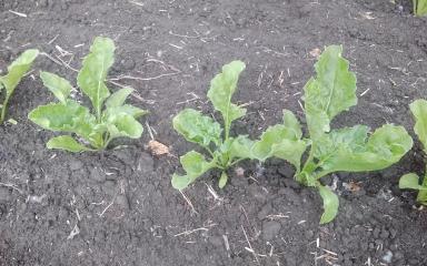 Агромониторинг. Добавление к посту Игоря Протасова о сахарной свёкле 