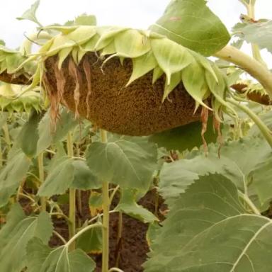 МАС 87. А подсолнечник