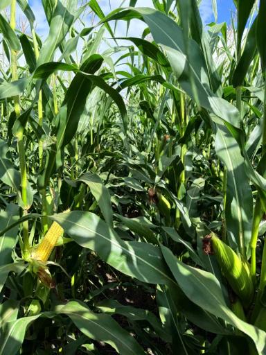 Кукуруза в фазе молочной спелости 🌽