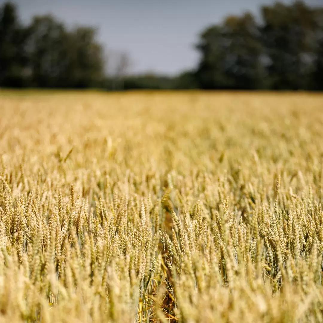 ДИАЛОГ АГРАРИЯ С ЧИНОВНИКОМ. Глава 1