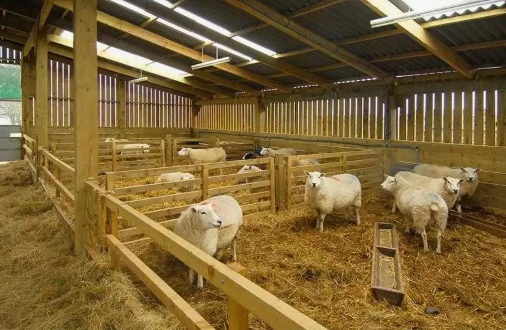 Вопросы из чатов: можно ли использовать указанные препараты на овцах?