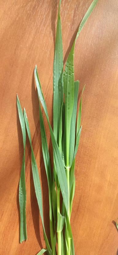 С Чем Связана Такая Деформация Листьев? 