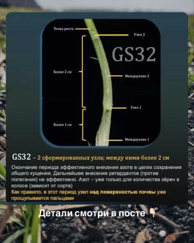 КРИТИЧЕСКИЕ ФАЗЫ ПШЕНИЦЫ. И ЗАЧЕМ ВАМ ЭТО НАДО.