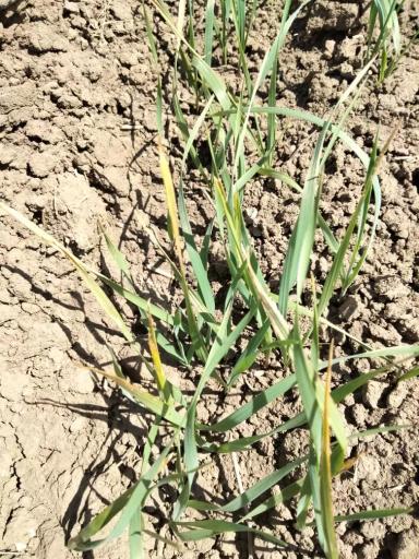 Вопросы из чатов: что с пшеницей?