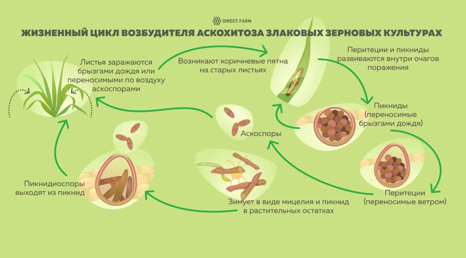 Симптомы аскохитоза (пятнистости) листьев злаков