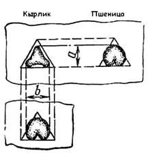 Очистка пшеницы от гречихи татарской