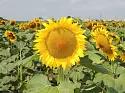 Скормас - сорт подсолнечника ( Helianthus annuus L.). Очень ранний.