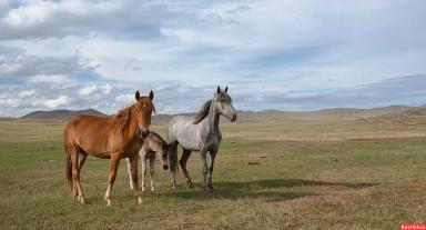 Бурятская порода лошадей