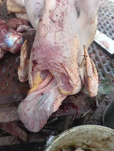 Вопросы из чатов: почему гибнет птица?