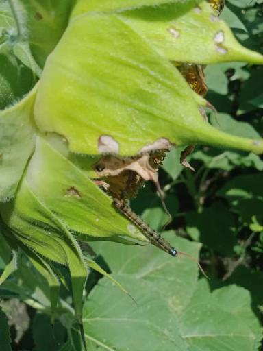 Вопросы из чатов: чем провести обработку?