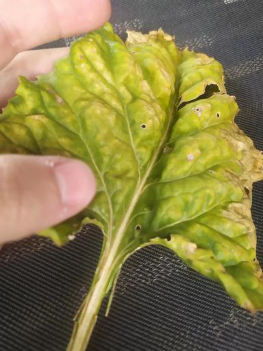 Болезнь сахарной свеклы.