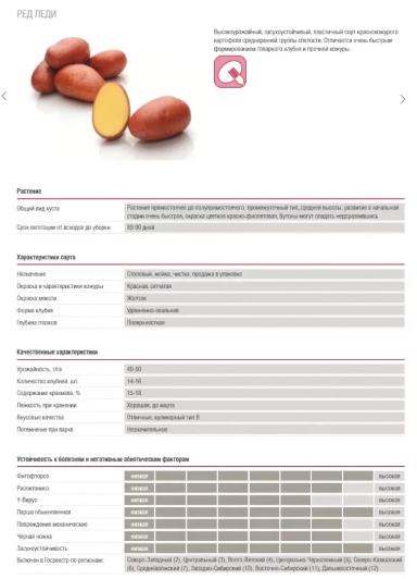 Ред Леди картофель